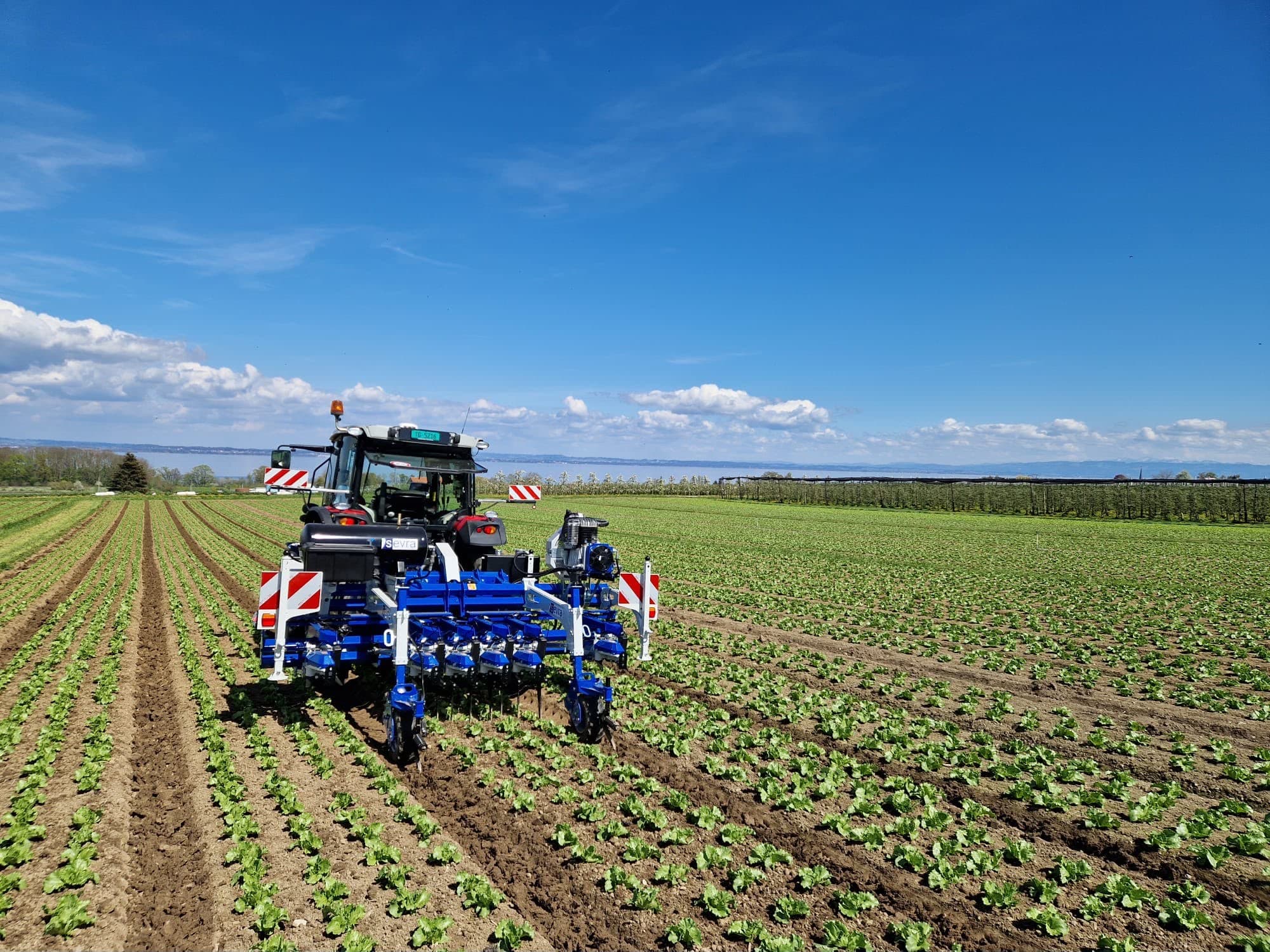 Traktor mit Präzisionshackgerät zwischen den Reihen eines Salatfelds