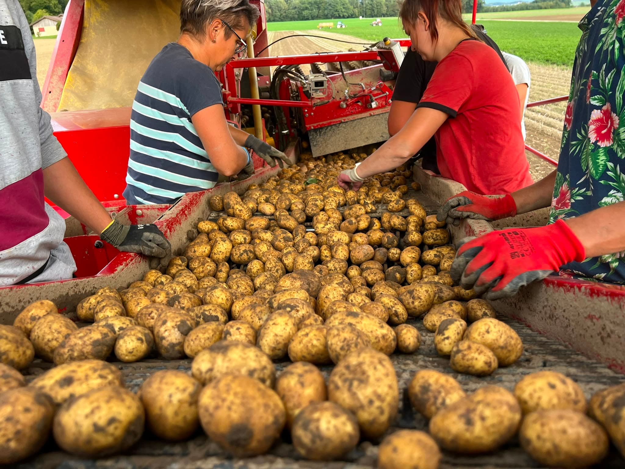 Mitarbeitende verlesen Kartoffeln auf dem Vollernter