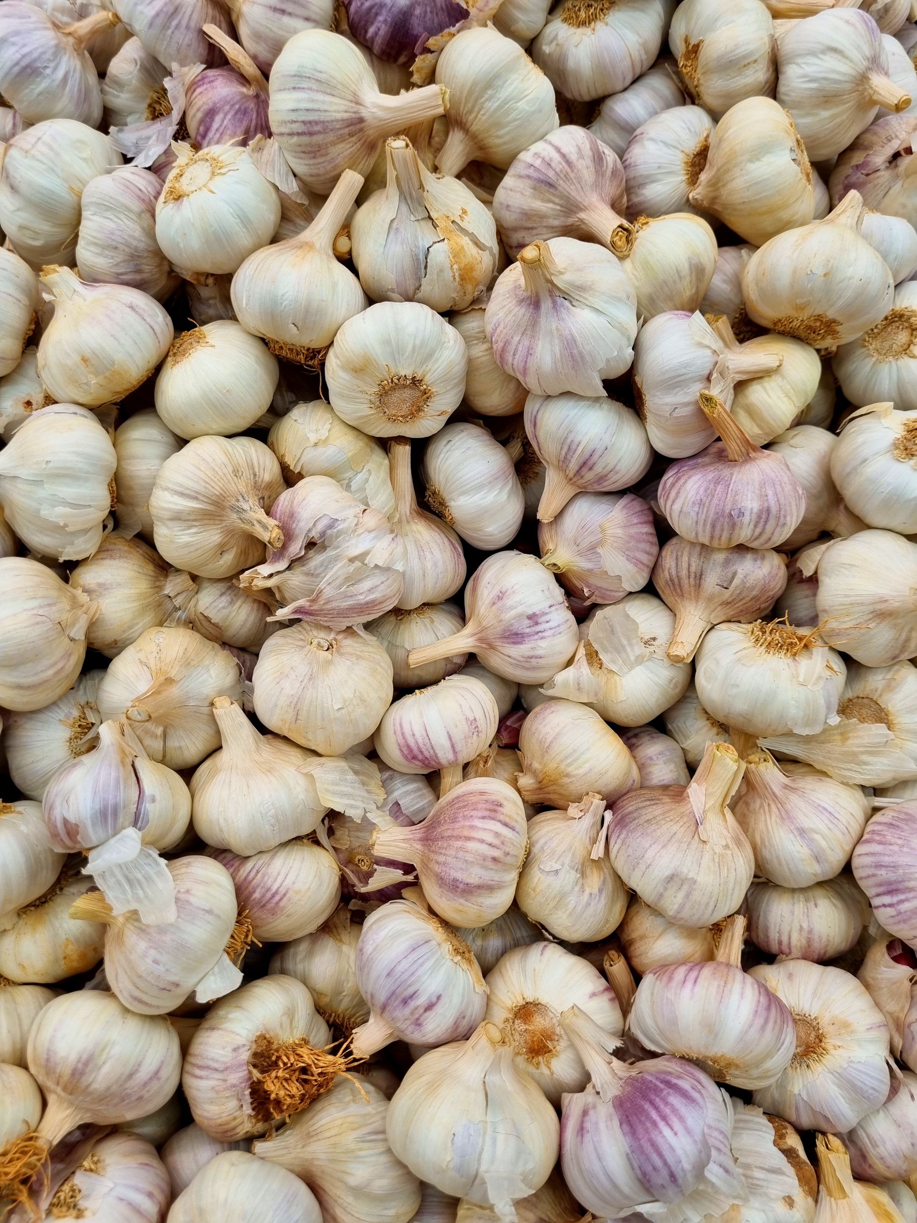 Getrocknete Knoblauchknollen nach der Ernte