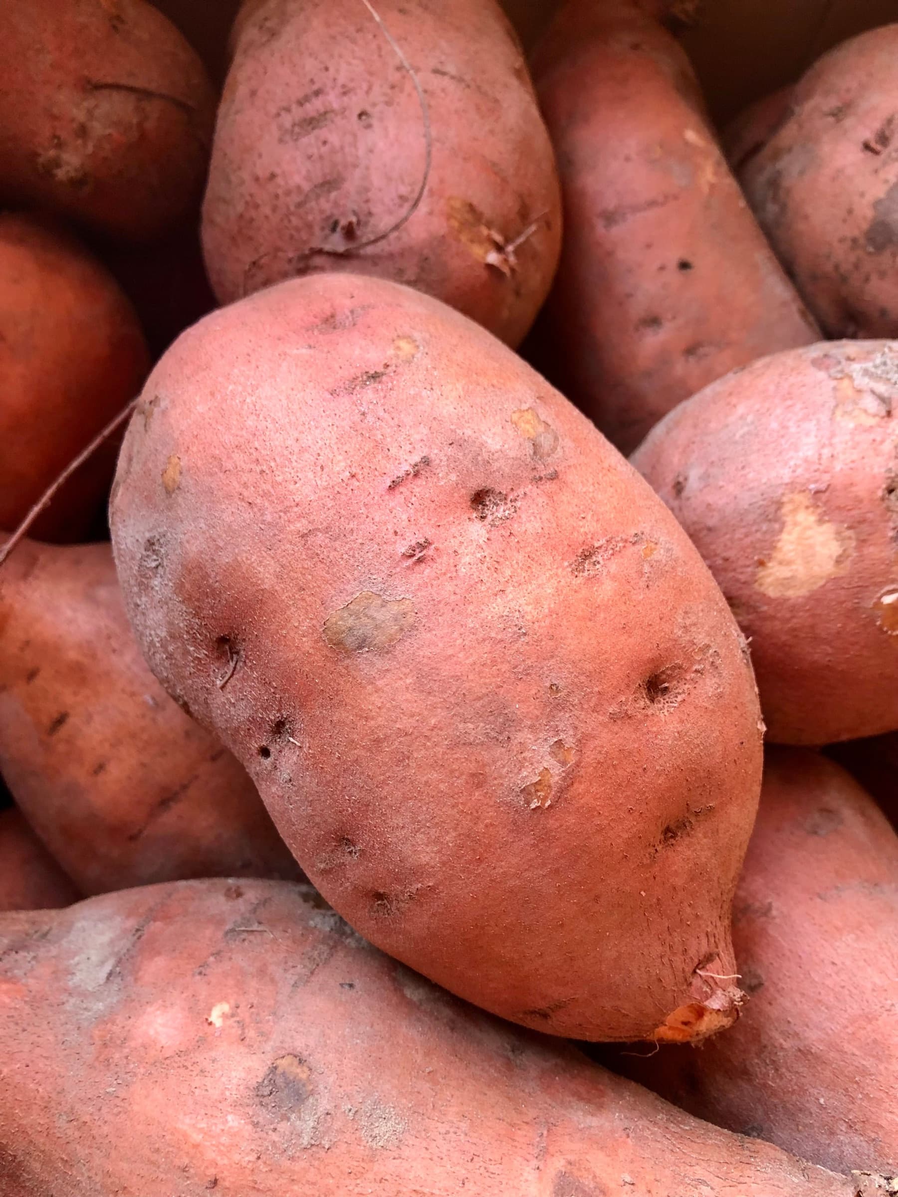 Süsskartoffeln mit rötlicher Schale nach der Ernte